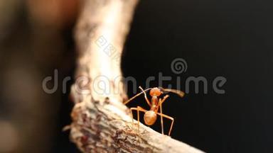 蚂蚁在阳光下<strong>爬树</strong>